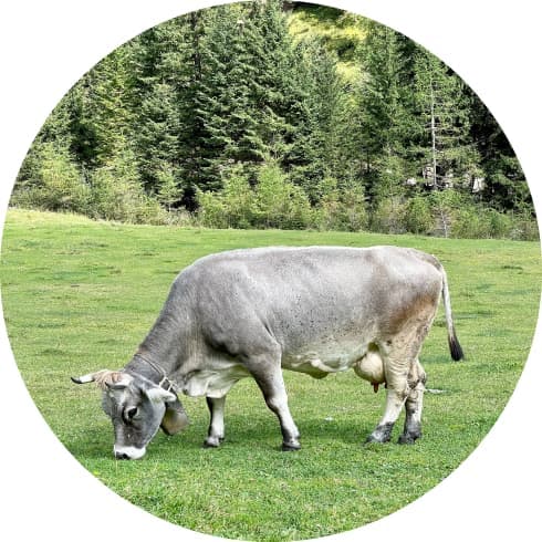 gray cow grazing in the meadow